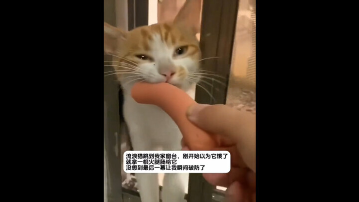 母爱之大