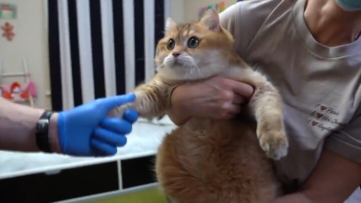 The vet was examining the cat, but ended up laughing so hard she almost couldn't continue—she was ab