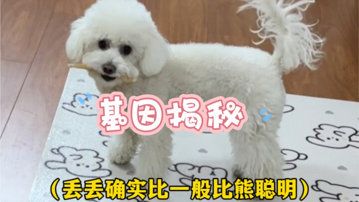 Rốt cuộc thì Đậu Đậu có phải là chó Bichon thuần chủng không, cuối cùng đã được hé lộ!!