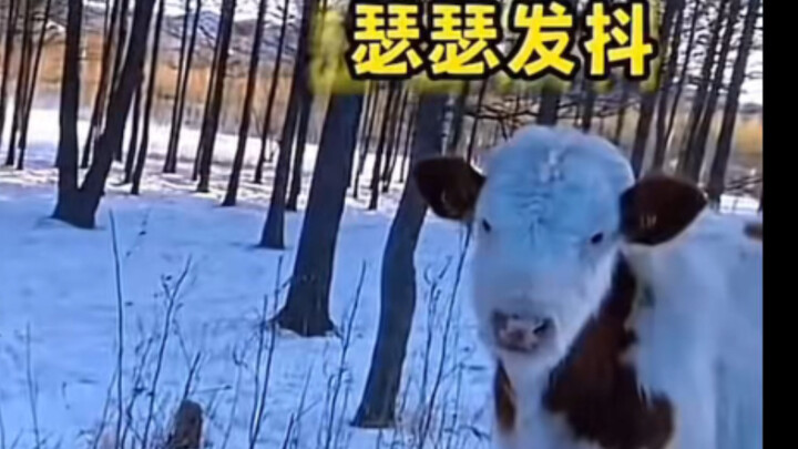 震惊！B站up主竟然是外星人！