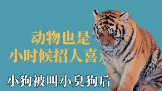 สัตว์ก็เป็นที่รักของผู้คนตั้งแต่ยังเล็ก ลูกสุนัขจะโกรธเมื่อถูกเรียกว่า "หมาตัวเหม็น"