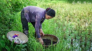 Bắt ốc trưa hè và bữa ốc luộc thấm đẫm tình quê của mẹ ( Boiled Vietnamese Snails ) I Ẩm Thực Mẹ Làm