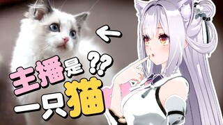 如果主播是一只猫的话？
