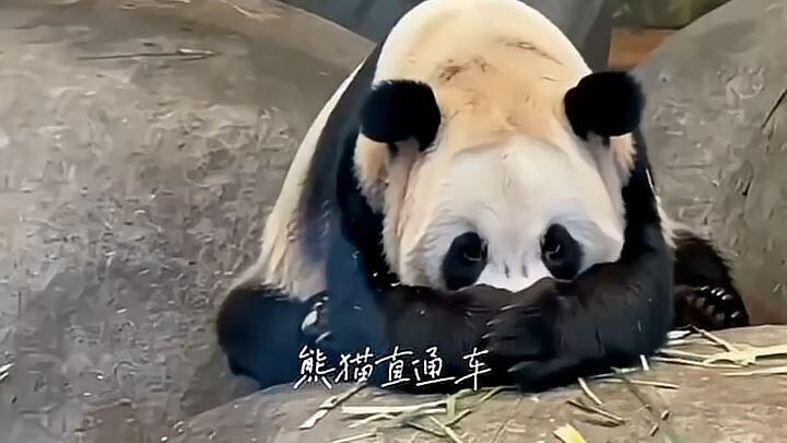 時隔二十年、異國他鄉、飼養員又一次見到了他飼養多年的「丫頭」～ #大熊貓和飼養員 #萬物皆有靈性 #重逢