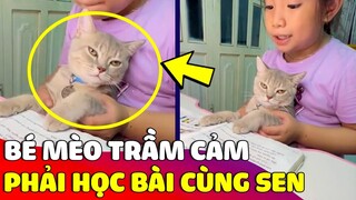 Phát hiện bé Mèo 'THẤT THẦN' vì con của sen 'BẮT HỌC BÀI' không cho ngủ 😅 Gâu Đần