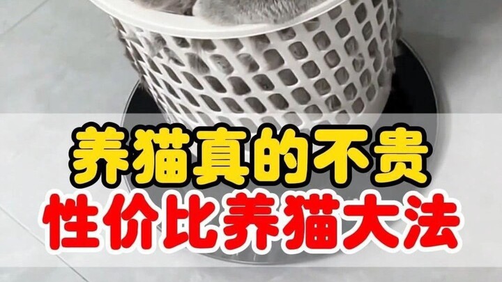 When you think cat ownership is expensive, here’s how to easily save hundreds of dollars!