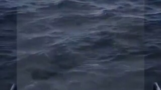 Ayank kan kucing mu πΏππ