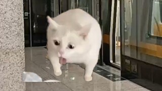 Hampir terbunuh oleh meme kucing kota besar |