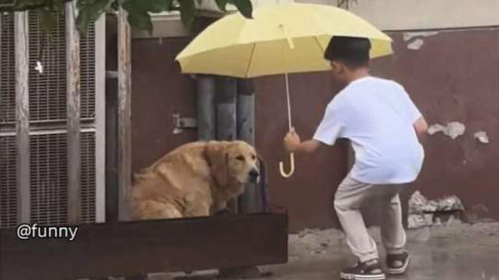 Anjing: Manusia adalah serangga yang menguntungkan!