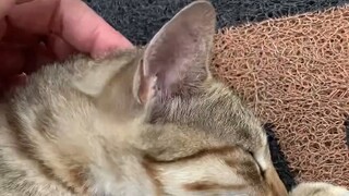 At first I just thought it was sleeping soundly, but I didn't expect