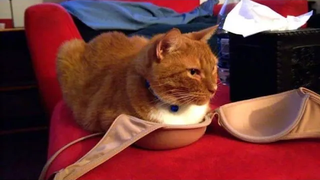 สัตว์ตลกๆ - แมวตลก / สุนัข - วิดีโอสัตว์ตลก 94