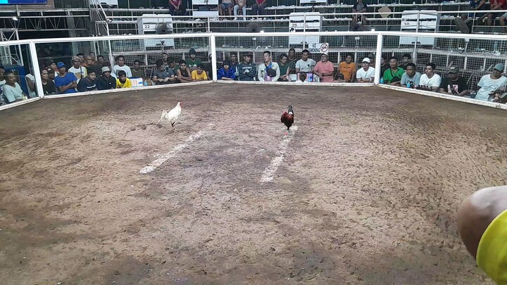 3rd fight Sweater kelso win, 1 cock timbangan