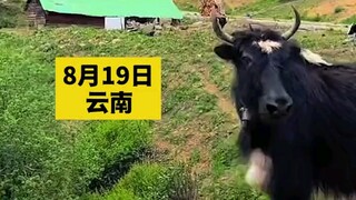 Seorang turis bertemu seekor yak di jalan dan menirukan suara domba, membuat yak itu marah dan menge