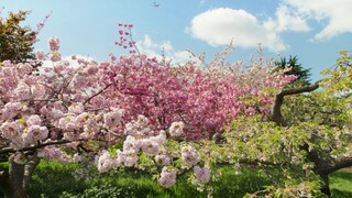 [Tập 2 - Thuyết Minh] Vương quốc thực vật - Kingdom of Plants (2012) EP02: Solving the Secrets