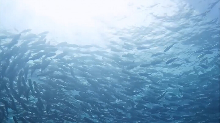 Let's take a look at the underwater starry sky that Li Muzi has never seen before!