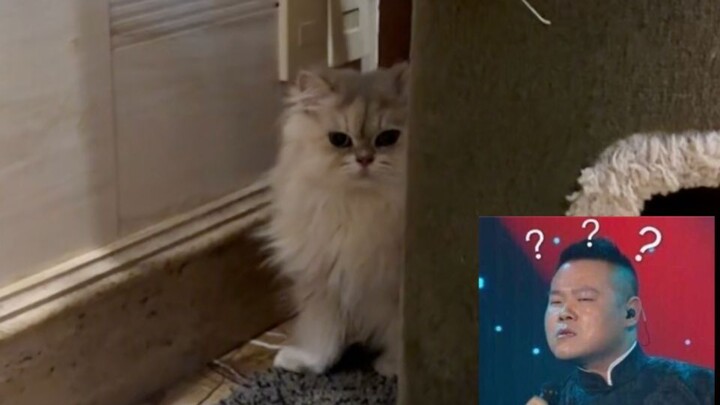Only after you test positive do you finally see a cat for what it really is...