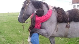 Cute Horses - ม้าแสดงความรักต่อวิดีโอสัตว์ตลกของมนุษย์