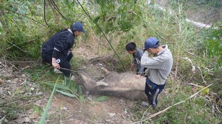 Trâu A Nù bị rơi vách núi - Tài sản lớn nhất của gia đình gặp tai nạn