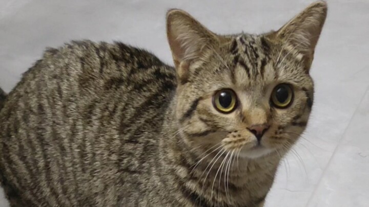 ปฏิกิริยาของน้องแมวหลังกลับบ้านในรอบสี่เดือน