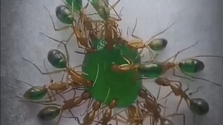 Sự thay đổi màu sắc là lời nói dối của bạn