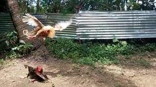Roundhead cross vs bulik