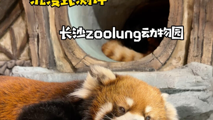 สวนสัตว์สุดฮิตในฉางซาแห่งนี้ สนุกจริงหรือไม่?