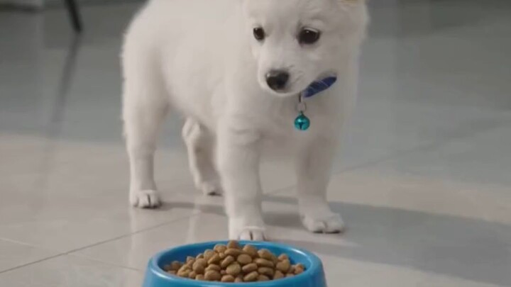 dog puppy #viral #trending #bilibili