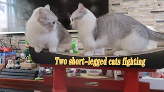 Animal|Two Munchkin Cats Fight