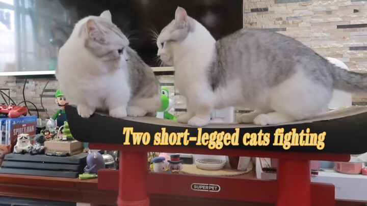 Động vật|Hai chú mèo chân ngắn đánh nhau