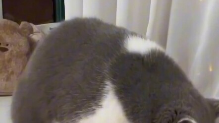 القطة تريد أكل الجمبري، لكنها في كل مرة تحصل على اليقطين!