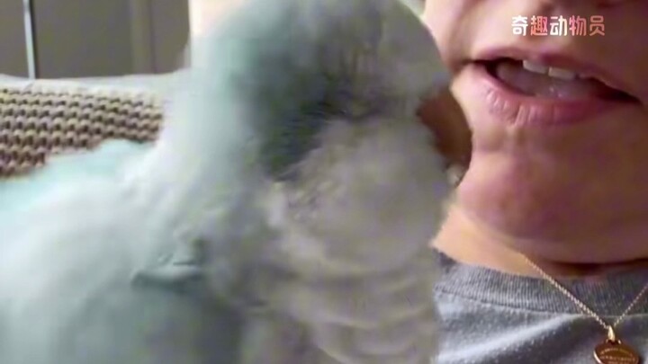 “Anak Anjing” yang Bisa Terbang