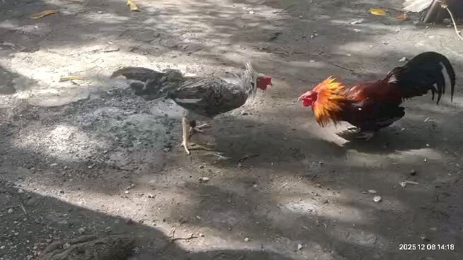 part.2 binabae balaw bakike ( lose )