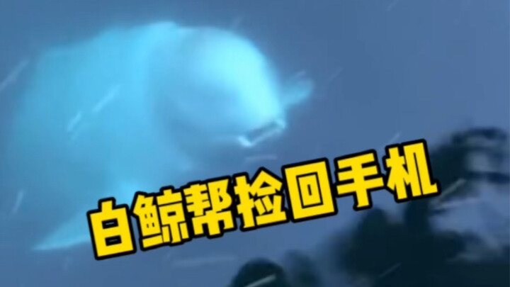 A phone accidentally fell into the sea, and a beluga whale actually helped retrieve it!