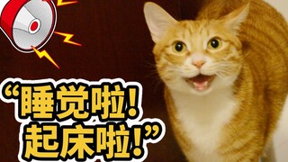 保姆般的话痨猫，每天被大橘唠唠叨叨是种什么感觉