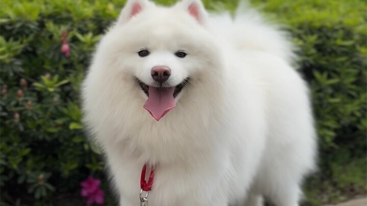 Ngoại hình và giọng nói của Samoyed thiếu nhất quán trầm trọng