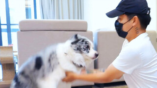 Animal|Are Cats and Dogs Afraid of Being Tickled?