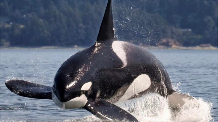 虎鲸：虽然眼睛小，但是心眼不少