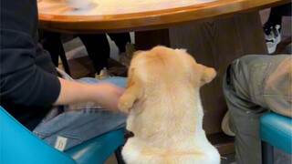 吃席带狗子的重要性