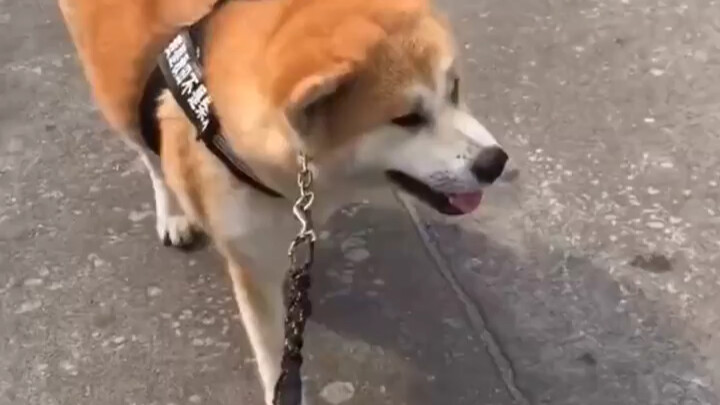 หมาและเจ้านายกำลังเดินเล่นบนถนน พอได้ยินคำว่า “กลับบ้าน” แล้วปฏิกริยาที่ตามมากวนจนขำกระจาย!