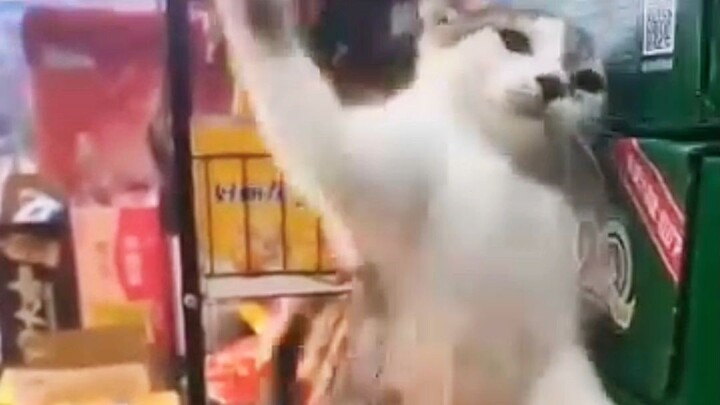 kucing apa preman#zaintemanime #reaction #reactionvideo #lucu #videolucu #jawa #wongjowo #kucing