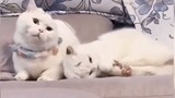 [Funny] Những khoảnh khắc hài hước khi nhà bạn có 2 chú mèo "biết yêu thương nhau"