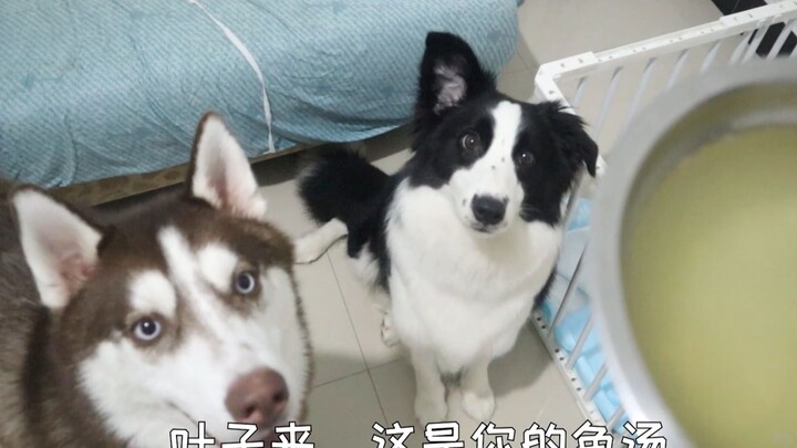 Biar luka Border Collie cepat sembuh, tuannya setiap hari masakkan sup untuknya—dan Husky ikut-ikuta