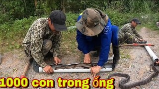 Quá Kinh Ngạc Bên Trong Ống Nước Hàng Trăm Con Núc Nhúc | Nghề Rừng