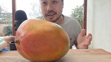 ASMR Big Juicy Mango 🥭(Eating Sounds & Cutting Sounds) + Inspiring Story: The Bird & The Frog