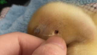 About the incident where my aunt asked me to open the duck's ears and make a sound