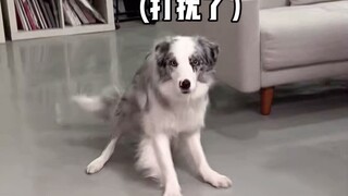 Can a Border Collie recognize the golden cicada shedding its skin?