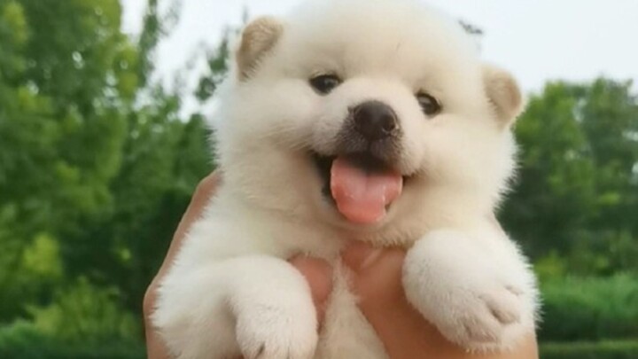“Some little dogs are born to heal you”