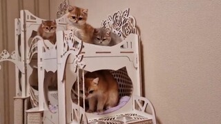 Đám mèo con quậy phá tại hang ổ mới