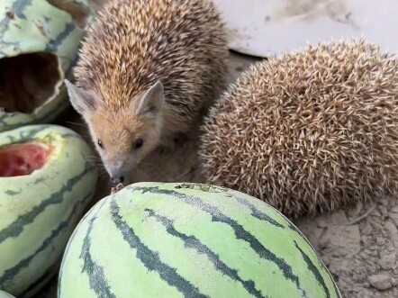 Telah menggigit dan merusak begitu banyak semangka, hari ini aku akan menangkap mereka semua untuk m