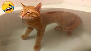 Funniest cats🐱  If you have a cat 😂 Funny and Fails Pets Video 10